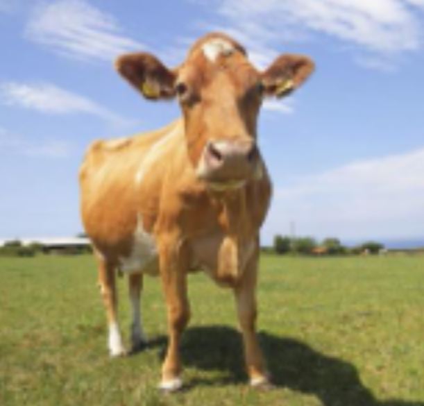 Guernsey Cow